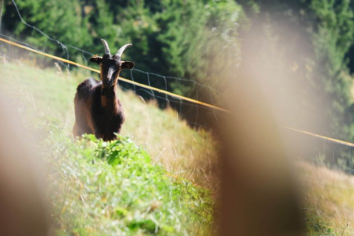 Ziegen