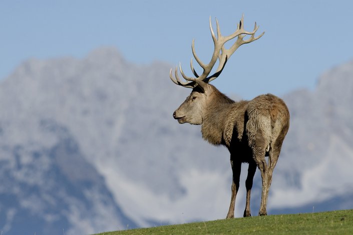 Hirsch im Wildpark Aurach