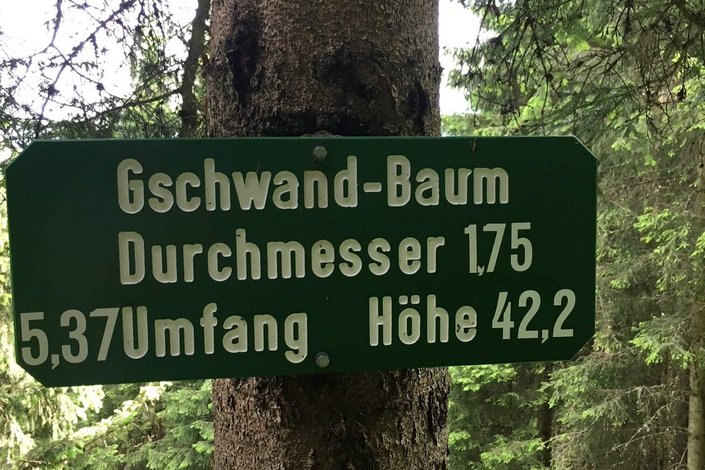 Gschwandbaum 
