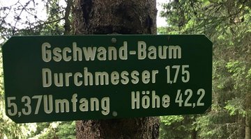 Gschwandbaum 