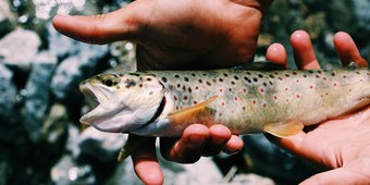 Fishing