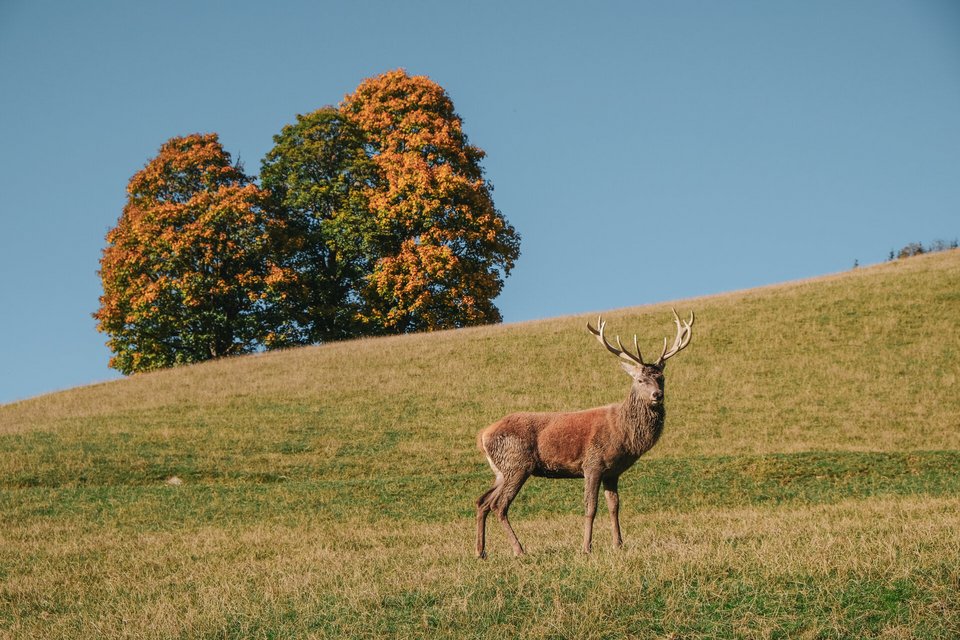 Wildpark Aurach