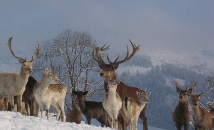 Wildpark Aurach