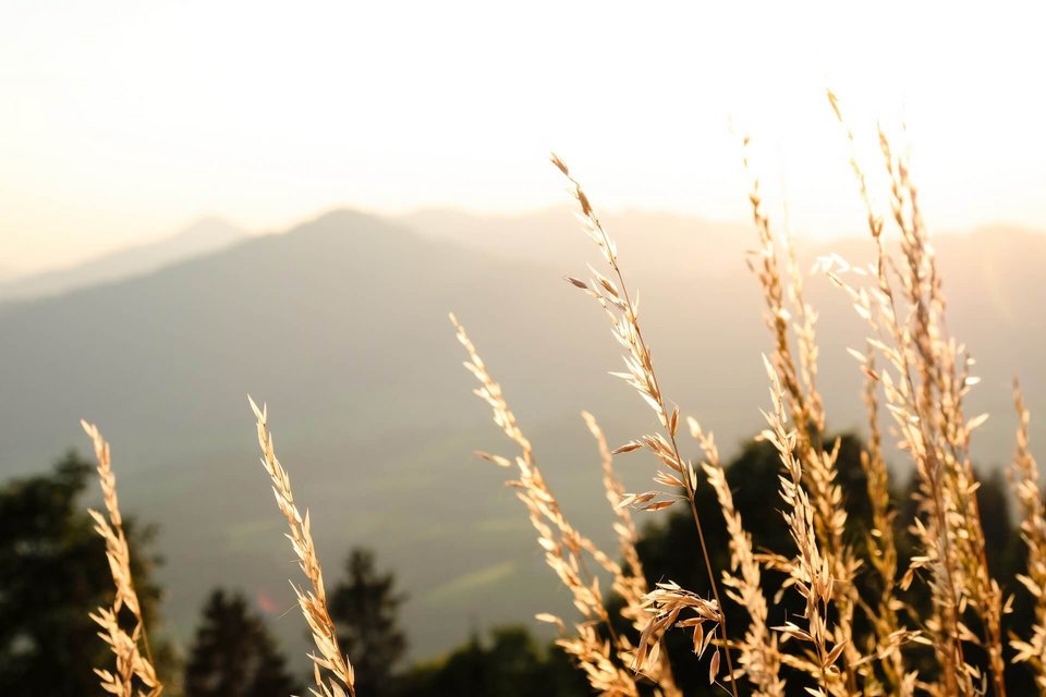 Bergausblick 
