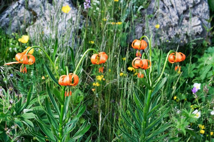Alpenblumen im Alpenblumengarten am Kitzbüheler Horn
