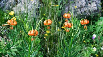 Alpenblume 