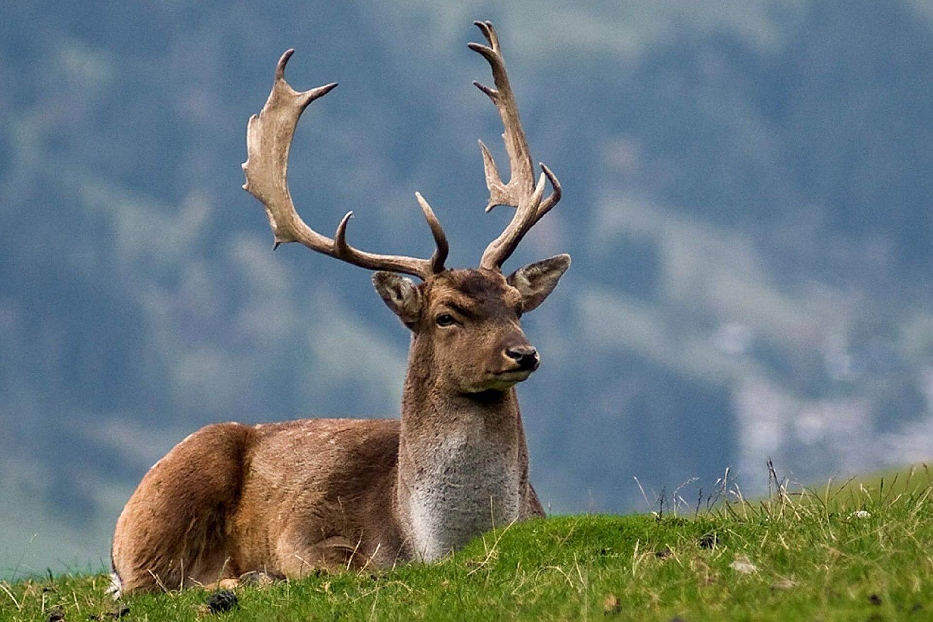 Hirsch vor einer Bergansicht