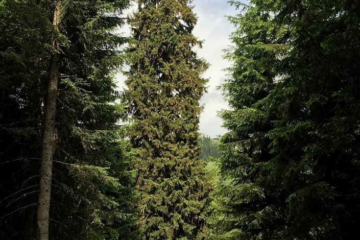 Wald 
