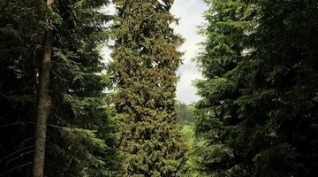 Wald 