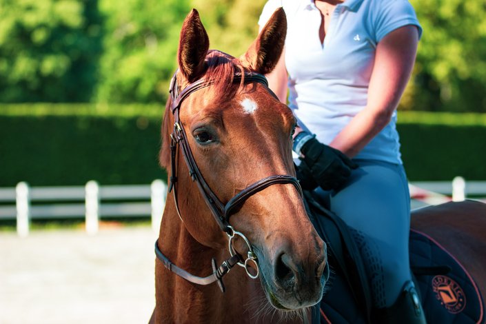 Pferd mit Reiterin