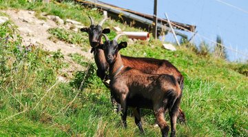 Ziegen auf der Alm