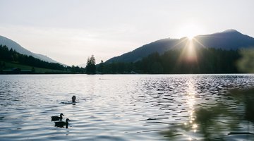 Schwarzsee mit Enten