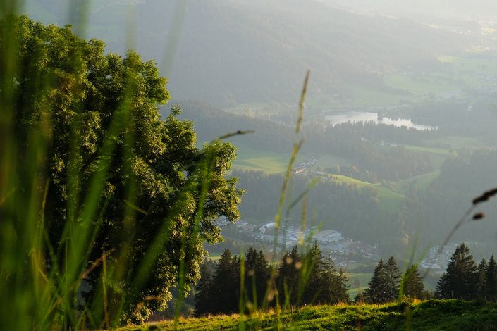 Grüne Bäume Panorama