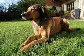 KitzDog.jpg