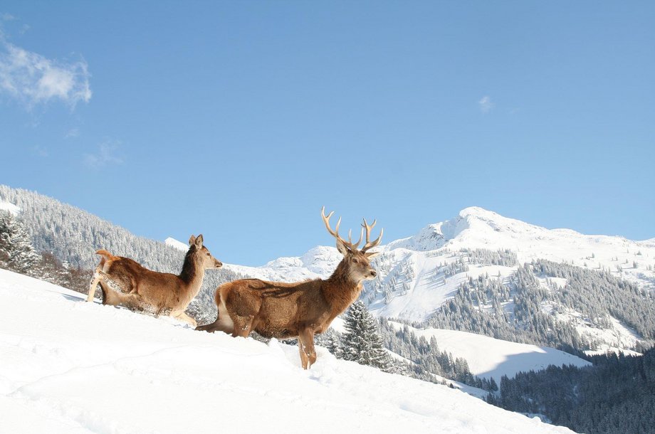 Wildpark-Aurach-Winter.jpg