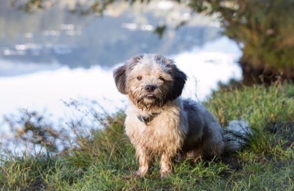 Schnauzen-Stueberl.jpg